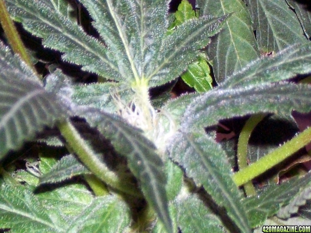 KingJohnC_s_Green_Sun_LED_Lights_Znet4_Aeroponic_Indoor_Grow_Journal_and_Review_2014-12-13_-_029.JPG