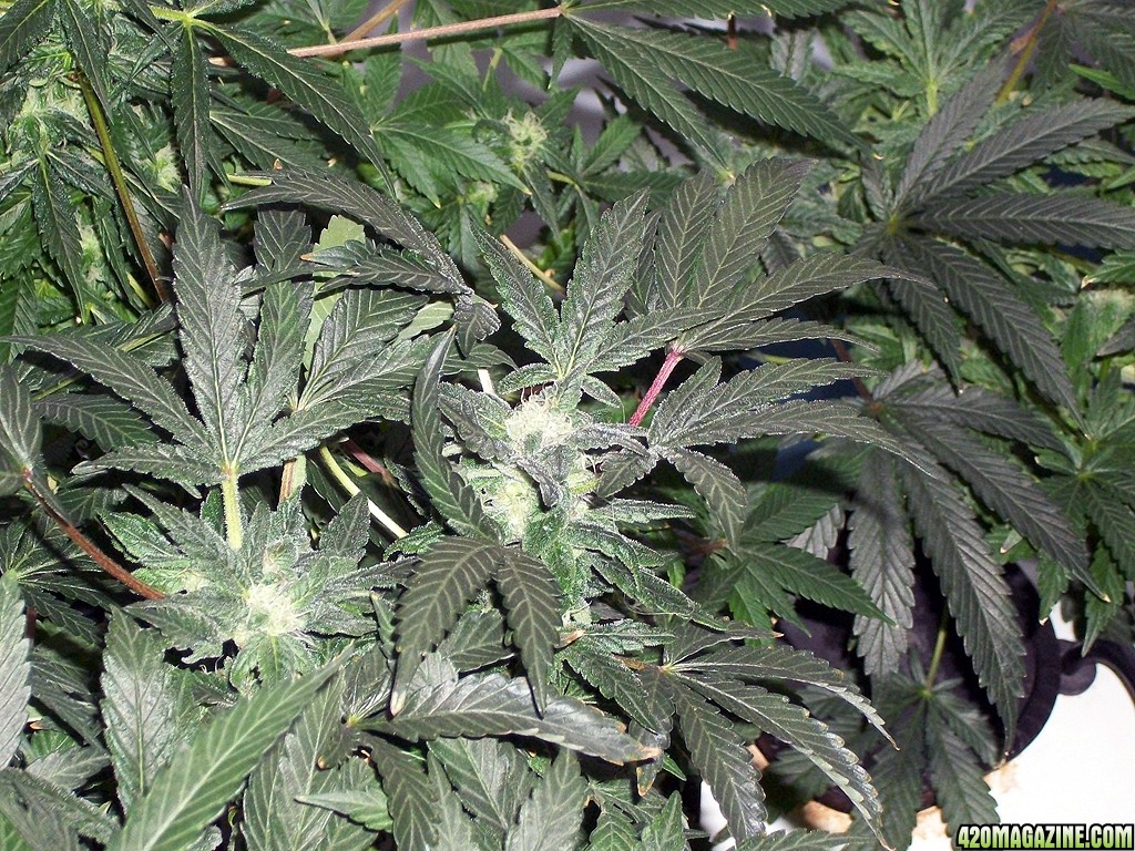 KingJohnC_s_Green_Sun_LED_Lights_Znet4_Aeroponic_Indoor_Grow_Journal_and_Review_2014-12-13_-_030.JPG