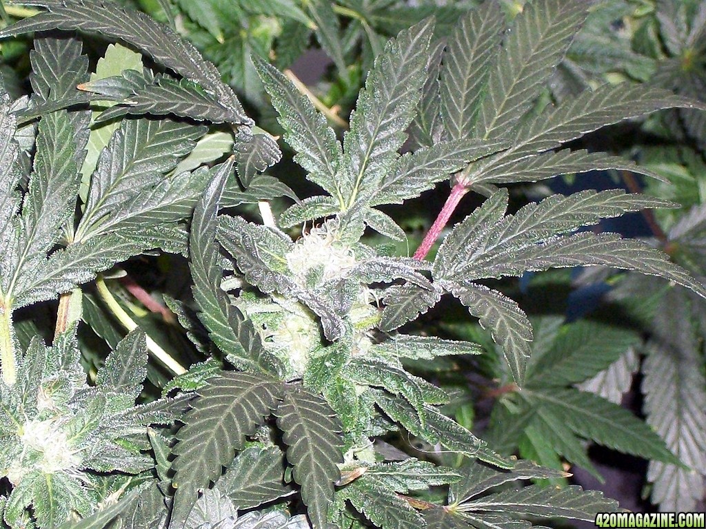 KingJohnC_s_Green_Sun_LED_Lights_Znet4_Aeroponic_Indoor_Grow_Journal_and_Review_2014-12-13_-_031.JPG