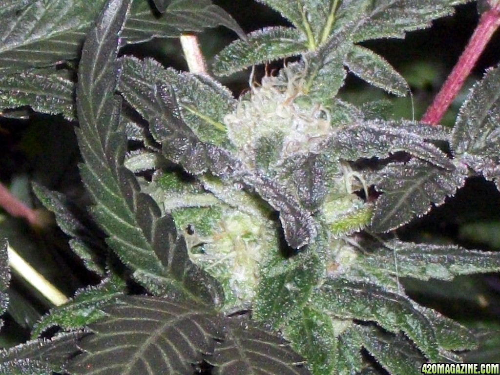 KingJohnC_s_Green_Sun_LED_Lights_Znet4_Aeroponic_Indoor_Grow_Journal_and_Review_2014-12-13_-_032.JPG