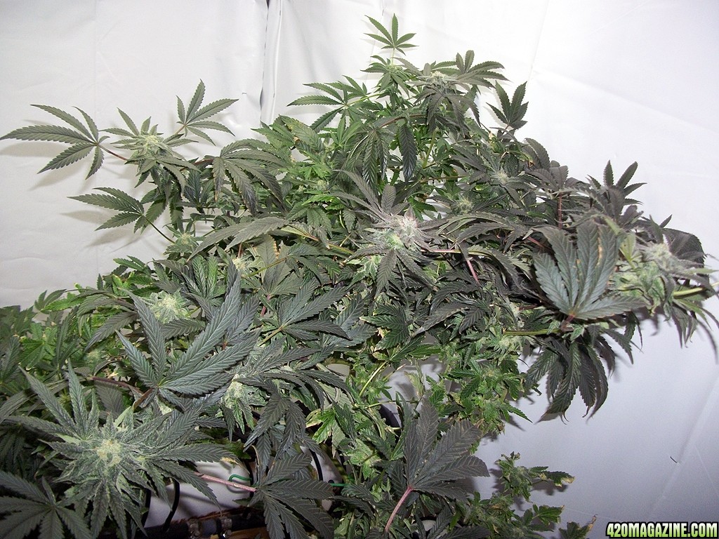 KingJohnC_s_Green_Sun_LED_Lights_Znet4_Aeroponic_Indoor_Grow_Journal_and_Review_2014-12-13_-_035.JPG