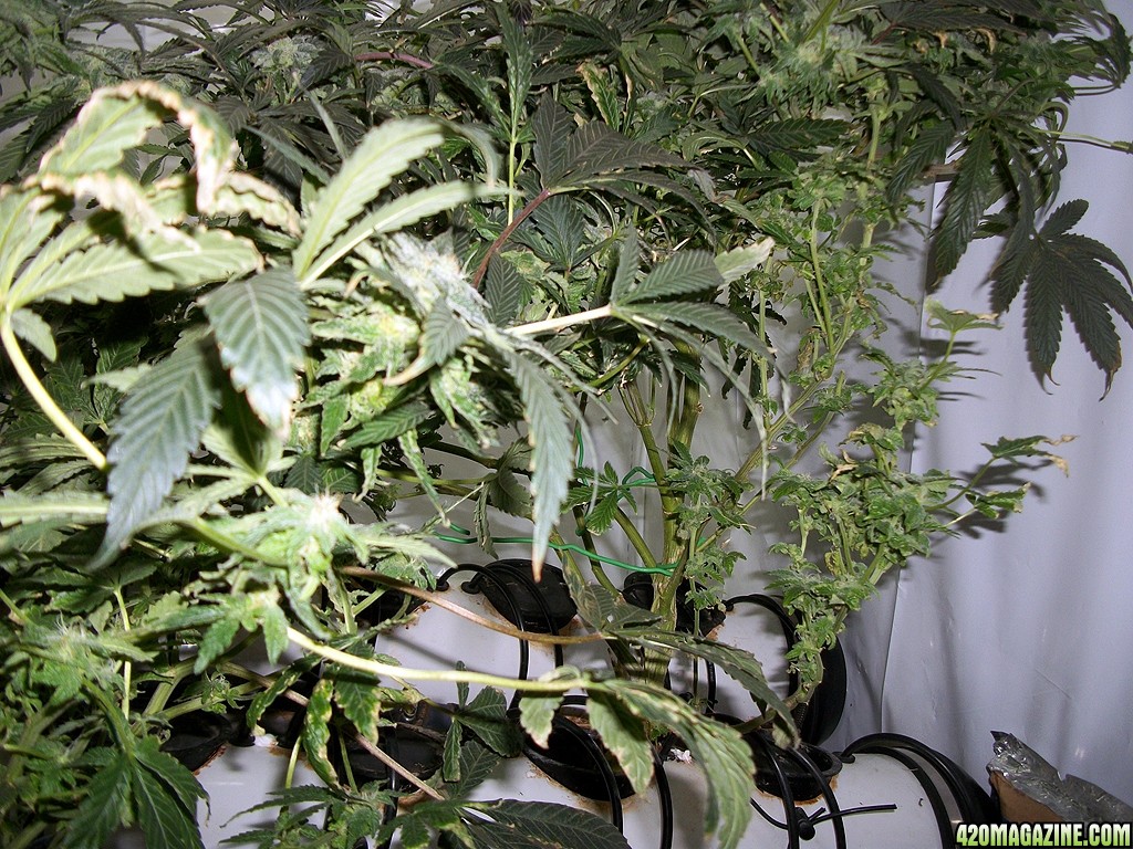 KingJohnC_s_Green_Sun_LED_Lights_Znet4_Aeroponic_Indoor_Grow_Journal_and_Review_2014-12-13_-_036.JPG