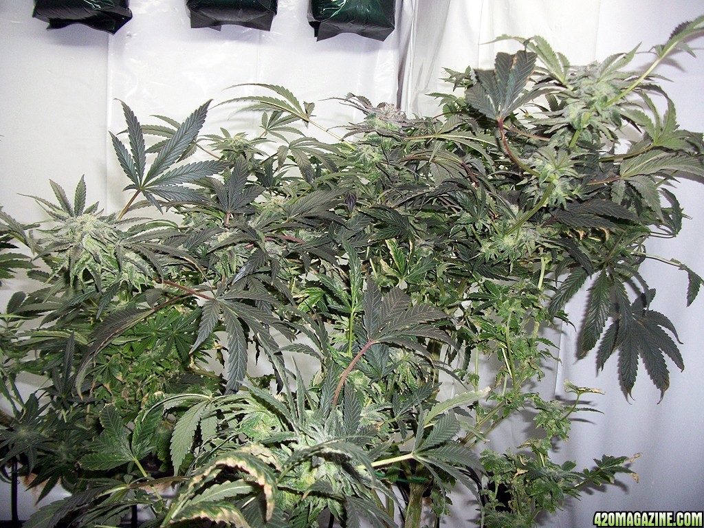 KingJohnC_s_Green_Sun_LED_Lights_Znet4_Aeroponic_Indoor_Grow_Journal_and_Review_2014-12-13_-_037.JPG