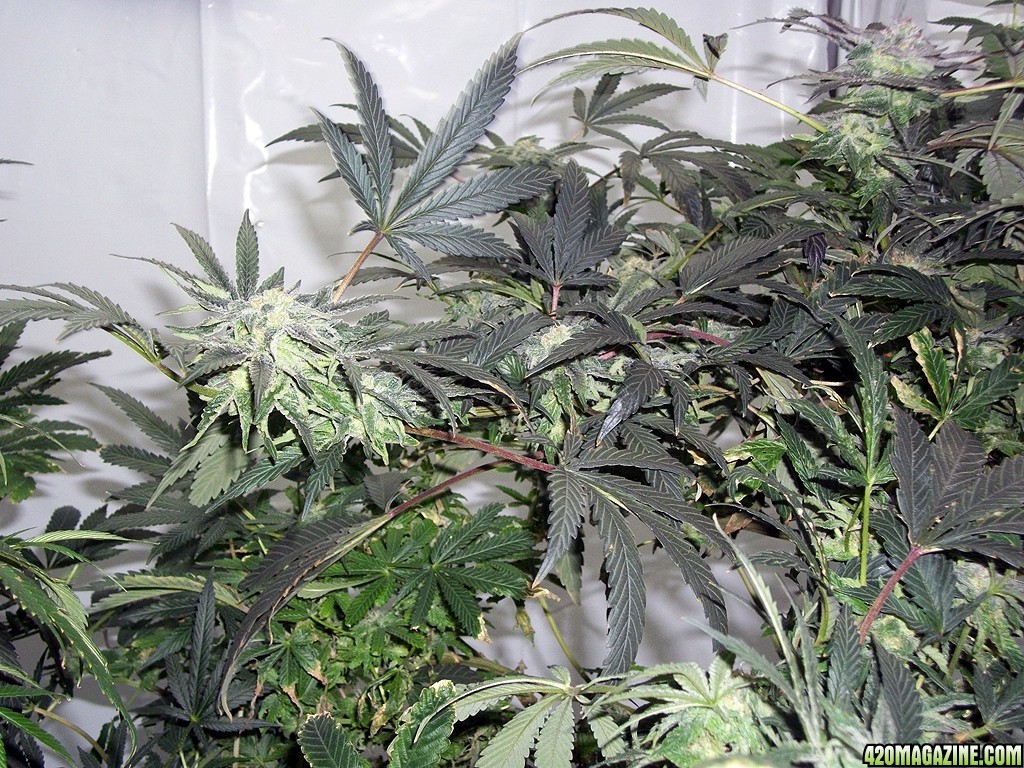 KingJohnC_s_Green_Sun_LED_Lights_Znet4_Aeroponic_Indoor_Grow_Journal_and_Review_2014-12-13_-_038.JPG