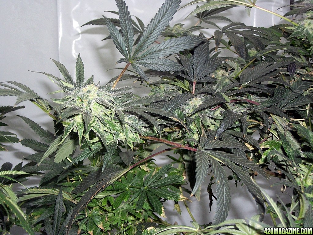 KingJohnC_s_Green_Sun_LED_Lights_Znet4_Aeroponic_Indoor_Grow_Journal_and_Review_2014-12-13_-_039.JPG