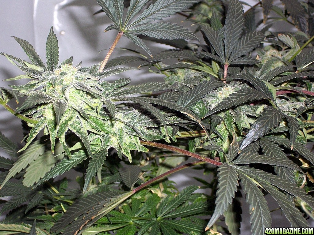 KingJohnC_s_Green_Sun_LED_Lights_Znet4_Aeroponic_Indoor_Grow_Journal_and_Review_2014-12-13_-_040.JPG