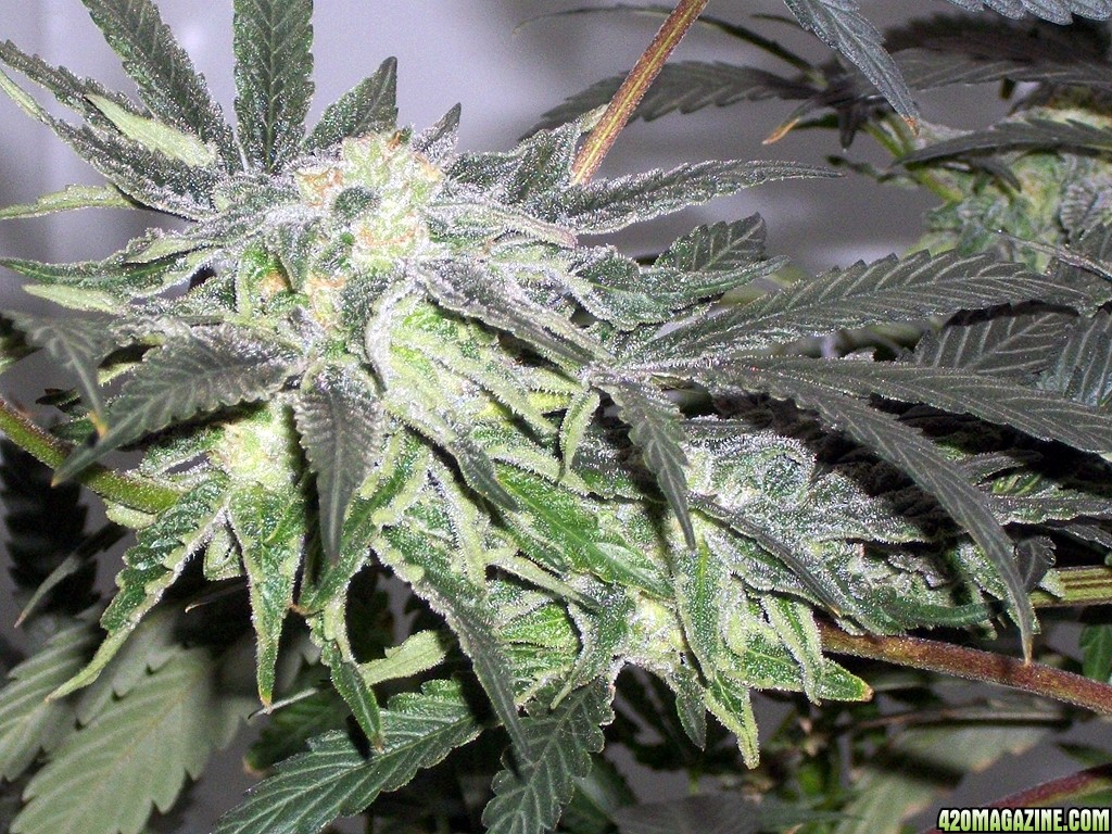 KingJohnC_s_Green_Sun_LED_Lights_Znet4_Aeroponic_Indoor_Grow_Journal_and_Review_2014-12-13_-_041.JPG