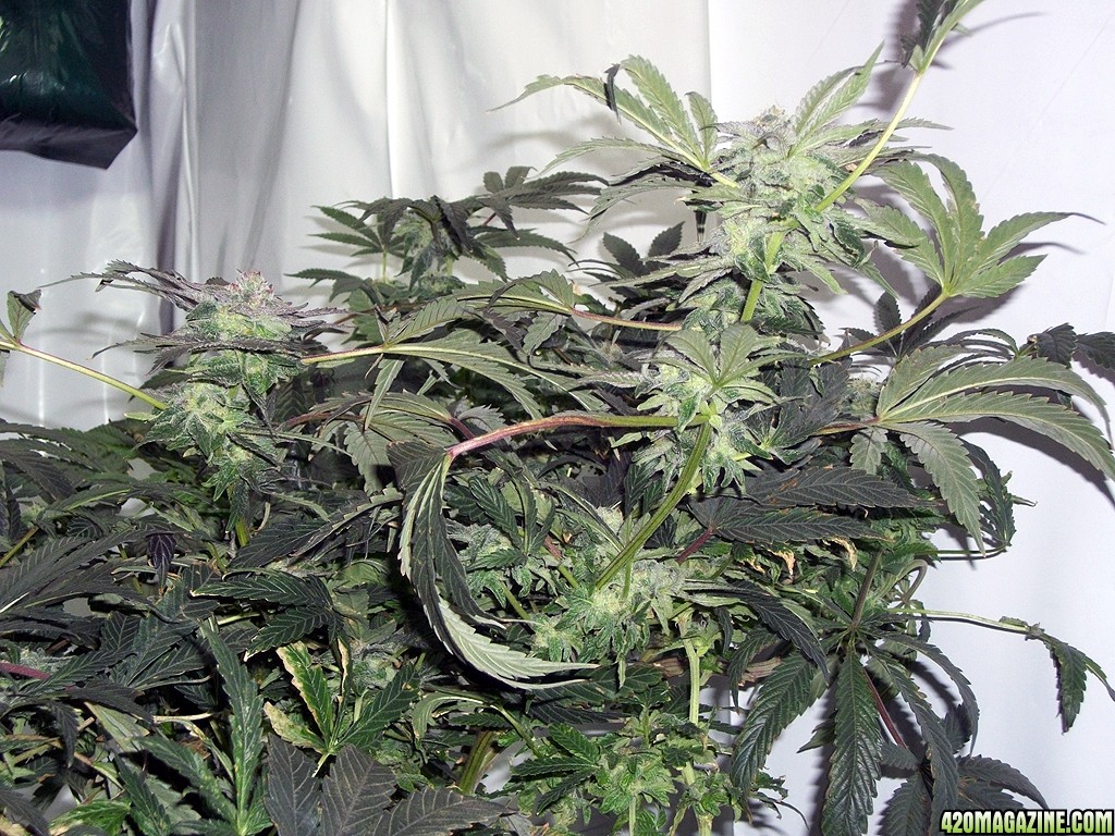 KingJohnC_s_Green_Sun_LED_Lights_Znet4_Aeroponic_Indoor_Grow_Journal_and_Review_2014-12-13_-_043.JPG