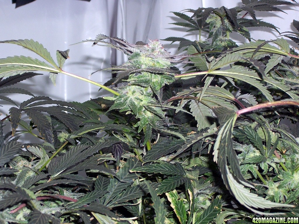 KingJohnC_s_Green_Sun_LED_Lights_Znet4_Aeroponic_Indoor_Grow_Journal_and_Review_2014-12-13_-_044.JPG