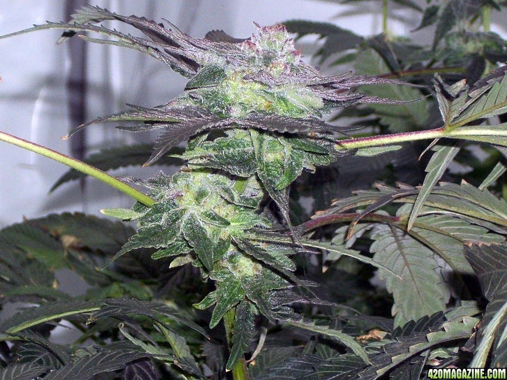 KingJohnC_s_Green_Sun_LED_Lights_Znet4_Aeroponic_Indoor_Grow_Journal_and_Review_2014-12-13_-_045.JPG