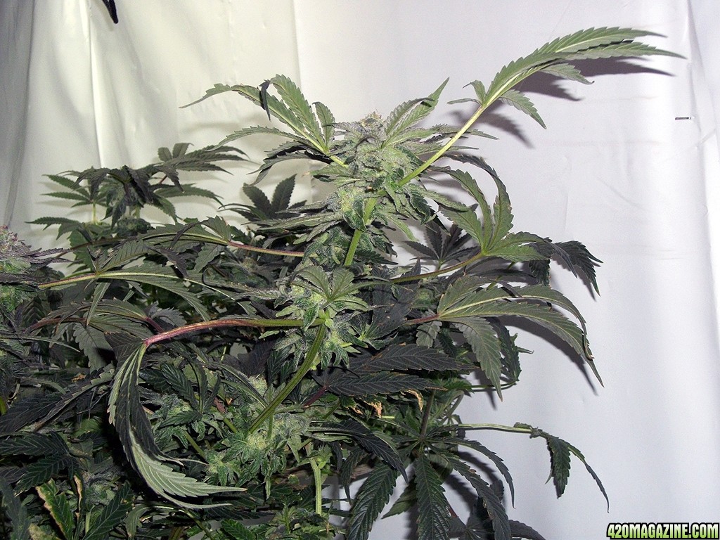 KingJohnC_s_Green_Sun_LED_Lights_Znet4_Aeroponic_Indoor_Grow_Journal_and_Review_2014-12-13_-_047.JPG