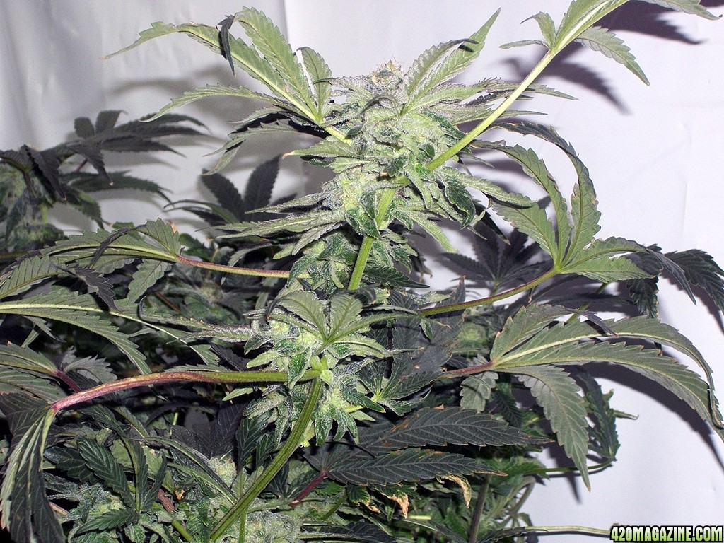 KingJohnC_s_Green_Sun_LED_Lights_Znet4_Aeroponic_Indoor_Grow_Journal_and_Review_2014-12-13_-_048.JPG