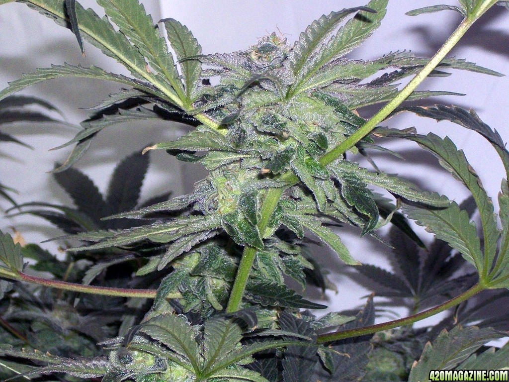 KingJohnC_s_Green_Sun_LED_Lights_Znet4_Aeroponic_Indoor_Grow_Journal_and_Review_2014-12-13_-_049.JPG