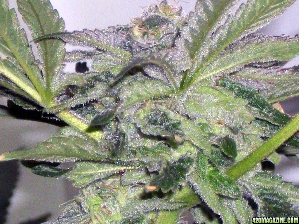 KingJohnC_s_Green_Sun_LED_Lights_Znet4_Aeroponic_Indoor_Grow_Journal_and_Review_2014-12-13_-_050.JPG