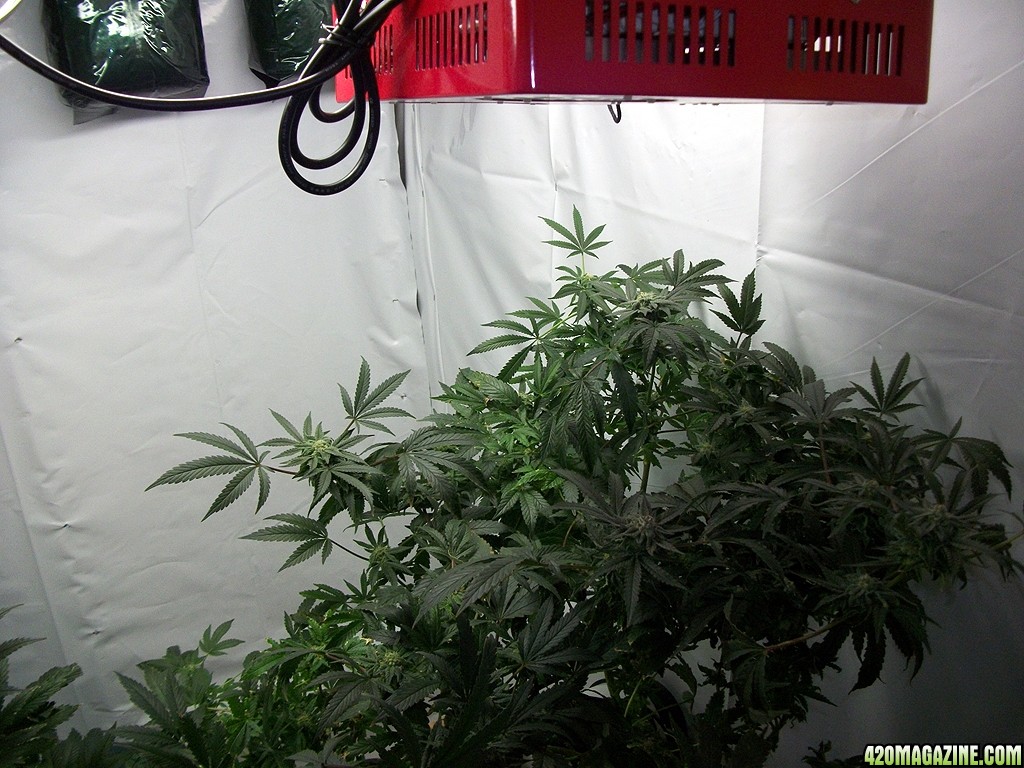 KingJohnC_s_Green_Sun_LED_Lights_Znet4_Aeroponic_Indoor_Grow_Journal_and_Review_2014-12-13_-_051.JPG