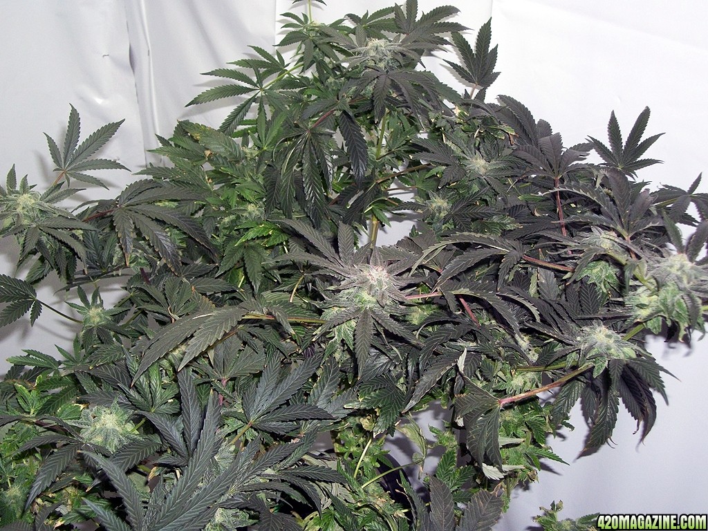 KingJohnC_s_Green_Sun_LED_Lights_Znet4_Aeroponic_Indoor_Grow_Journal_and_Review_2014-12-13_-_052.JPG