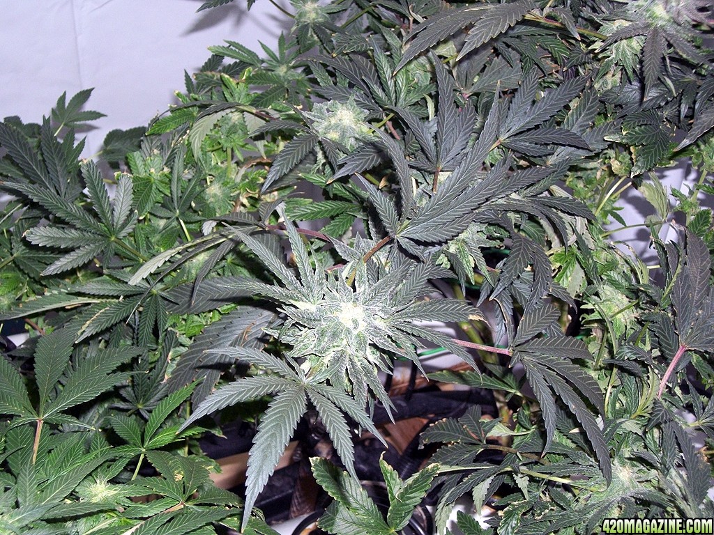 KingJohnC_s_Green_Sun_LED_Lights_Znet4_Aeroponic_Indoor_Grow_Journal_and_Review_2014-12-13_-_053.JPG