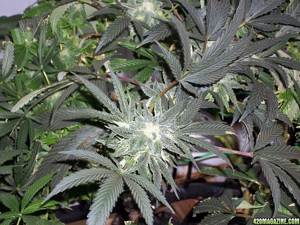 KingJohnC_s_Green_Sun_LED_Lights_Znet4_Aeroponic_Indoor_Grow_Journal_and_Review_2014-12-13_-_054.JPG