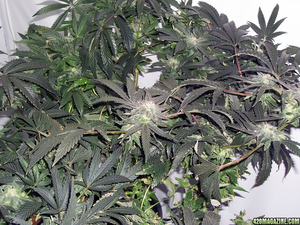 KingJohnC_s_Green_Sun_LED_Lights_Znet4_Aeroponic_Indoor_Grow_Journal_and_Review_2014-12-13_-_057.JPG