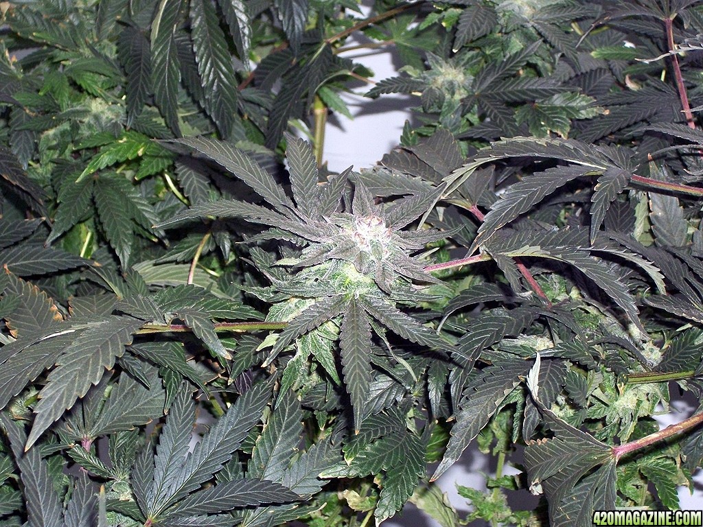 KingJohnC_s_Green_Sun_LED_Lights_Znet4_Aeroponic_Indoor_Grow_Journal_and_Review_2014-12-13_-_058.JPG