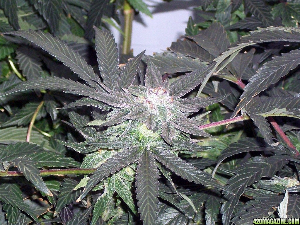 KingJohnC_s_Green_Sun_LED_Lights_Znet4_Aeroponic_Indoor_Grow_Journal_and_Review_2014-12-13_-_059.JPG