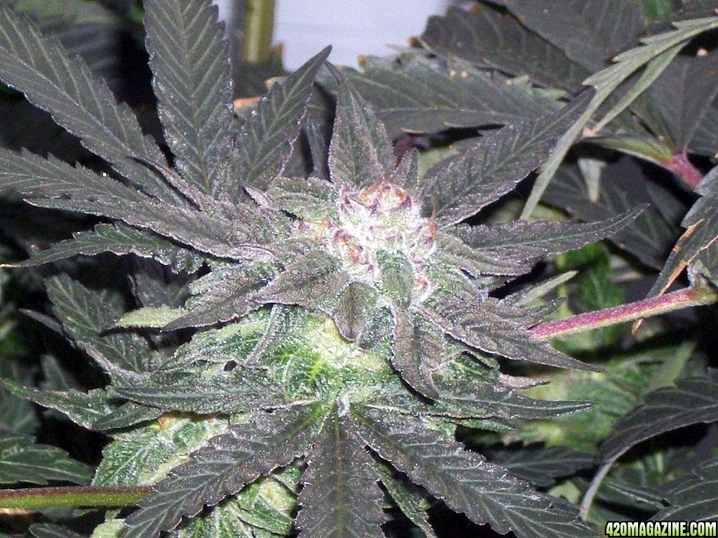 KingJohnC_s_Green_Sun_LED_Lights_Znet4_Aeroponic_Indoor_Grow_Journal_and_Review_2014-12-13_-_060.JPG