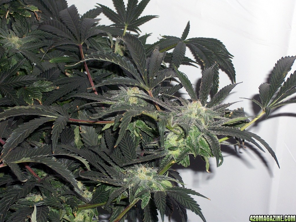 KingJohnC_s_Green_Sun_LED_Lights_Znet4_Aeroponic_Indoor_Grow_Journal_and_Review_2014-12-13_-_062.JPG