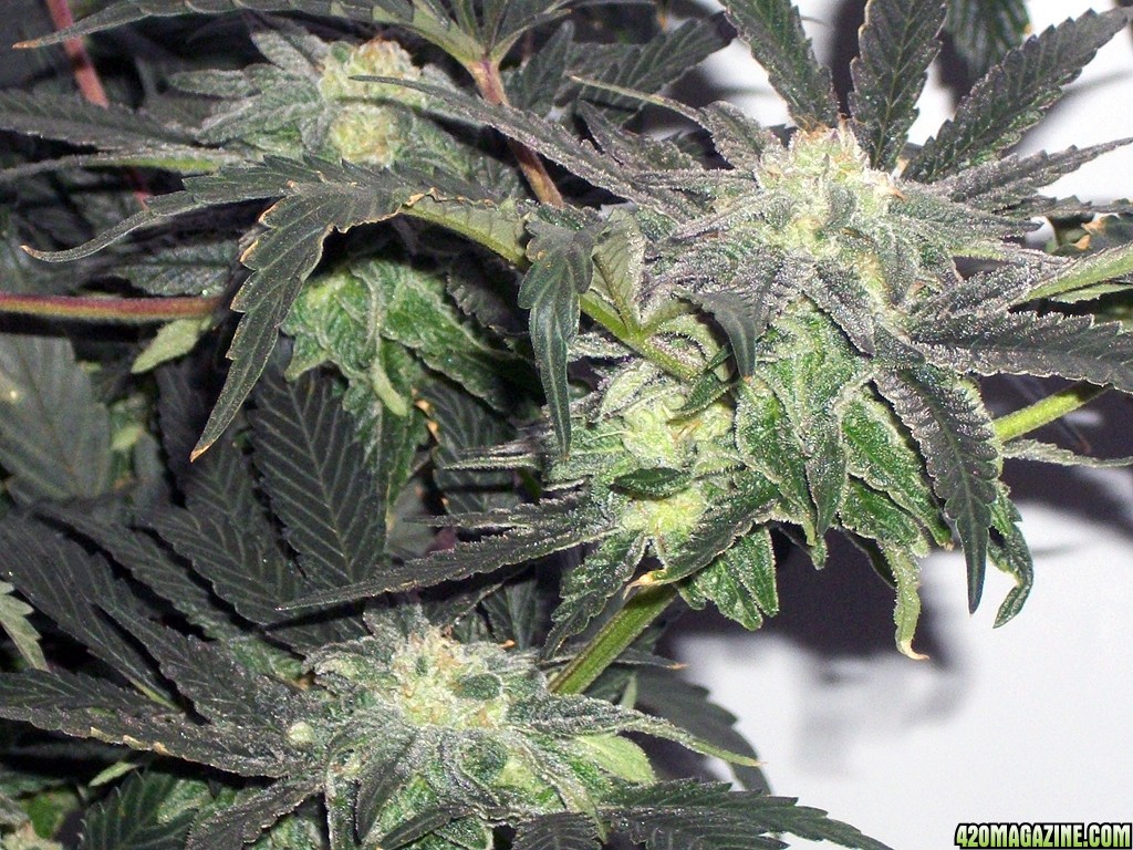 KingJohnC_s_Green_Sun_LED_Lights_Znet4_Aeroponic_Indoor_Grow_Journal_and_Review_2014-12-13_-_063.JPG