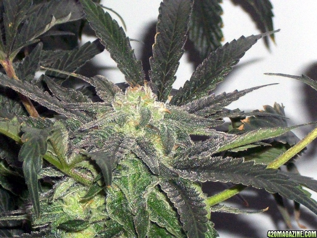 KingJohnC_s_Green_Sun_LED_Lights_Znet4_Aeroponic_Indoor_Grow_Journal_and_Review_2014-12-13_-_064.JPG