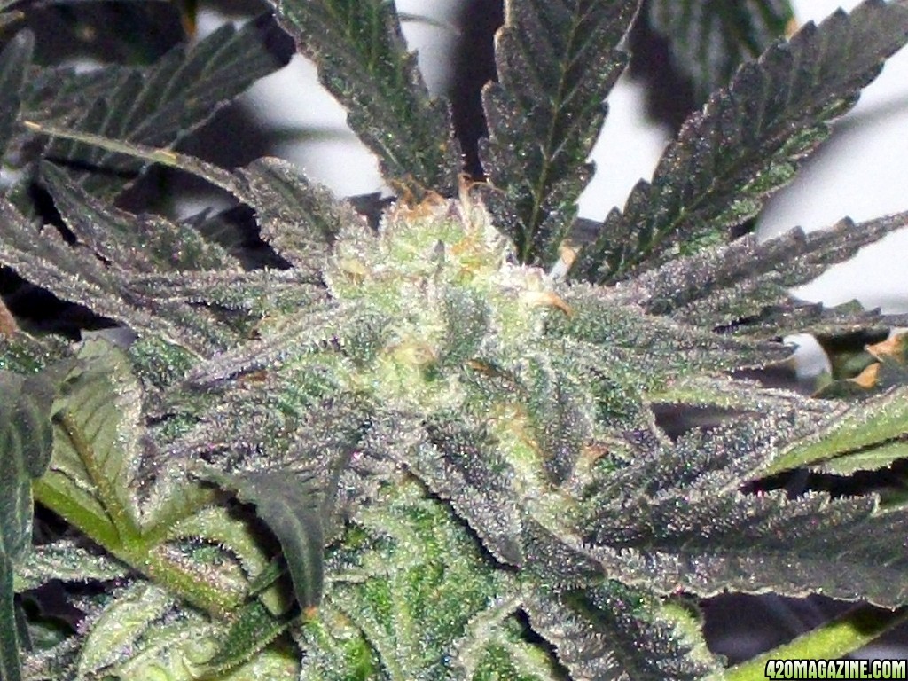 KingJohnC_s_Green_Sun_LED_Lights_Znet4_Aeroponic_Indoor_Grow_Journal_and_Review_2014-12-13_-_065.JPG