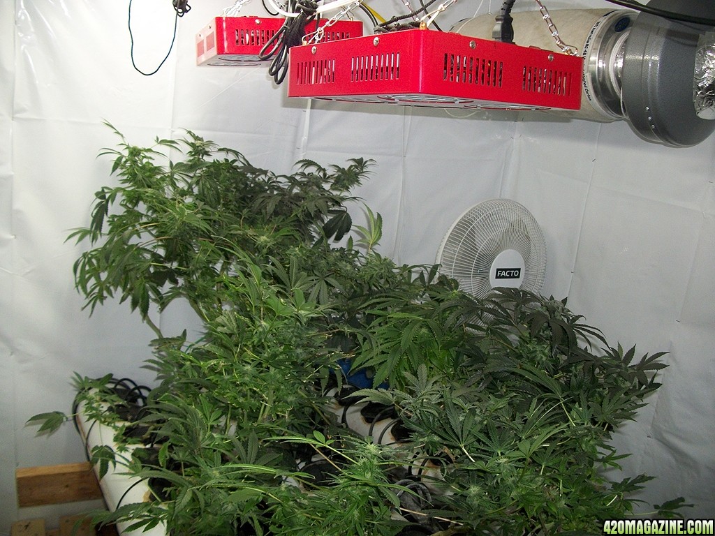 KingJohnC_s_Green_Sun_LED_Lights_Znet4_Aeroponic_Indoor_Grow_Journal_and_Review_2014-12-13_-_067.JPG