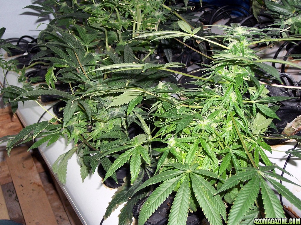 KingJohnC_s_Green_Sun_LED_Lights_Znet4_Aeroponic_Indoor_Grow_Journal_and_Review_2014-12-13_-_069.JPG