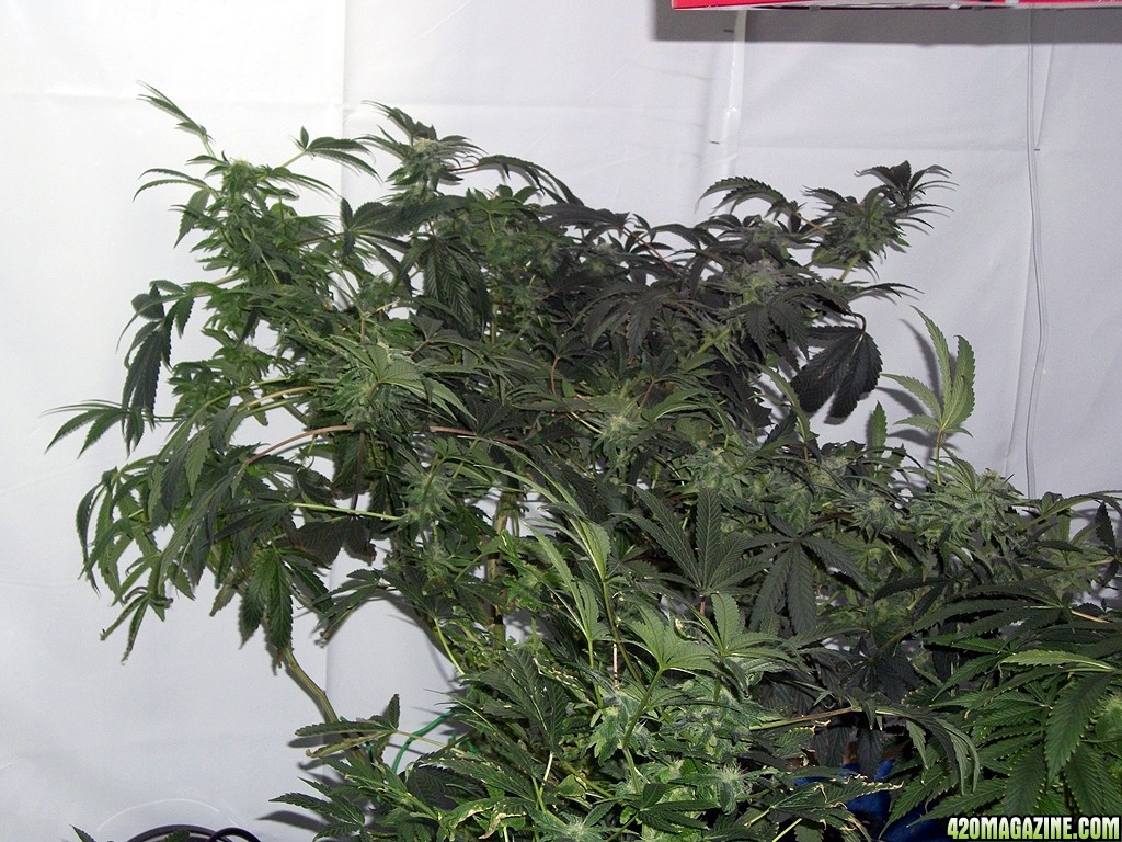 KingJohnC_s_Green_Sun_LED_Lights_Znet4_Aeroponic_Indoor_Grow_Journal_and_Review_2014-12-13_-_070.JPG