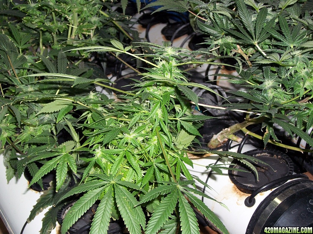 KingJohnC_s_Green_Sun_LED_Lights_Znet4_Aeroponic_Indoor_Grow_Journal_and_Review_2014-12-13_-_071.JPG