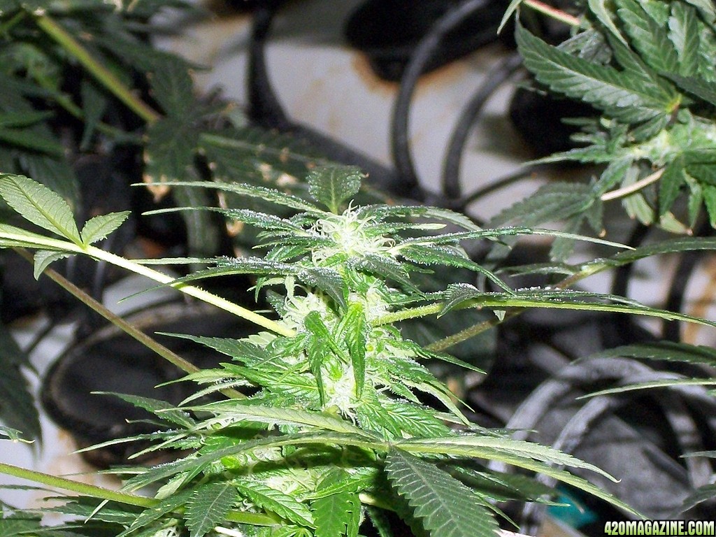 KingJohnC_s_Green_Sun_LED_Lights_Znet4_Aeroponic_Indoor_Grow_Journal_and_Review_2014-12-13_-_073.JPG