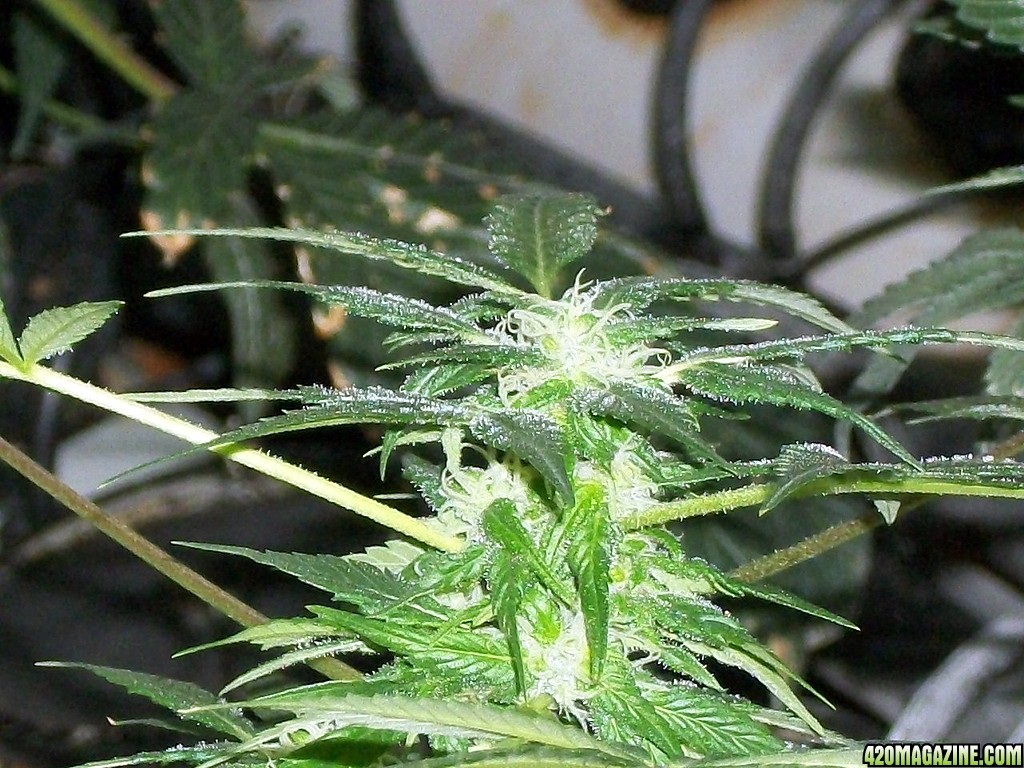 KingJohnC_s_Green_Sun_LED_Lights_Znet4_Aeroponic_Indoor_Grow_Journal_and_Review_2014-12-13_-_074.JPG