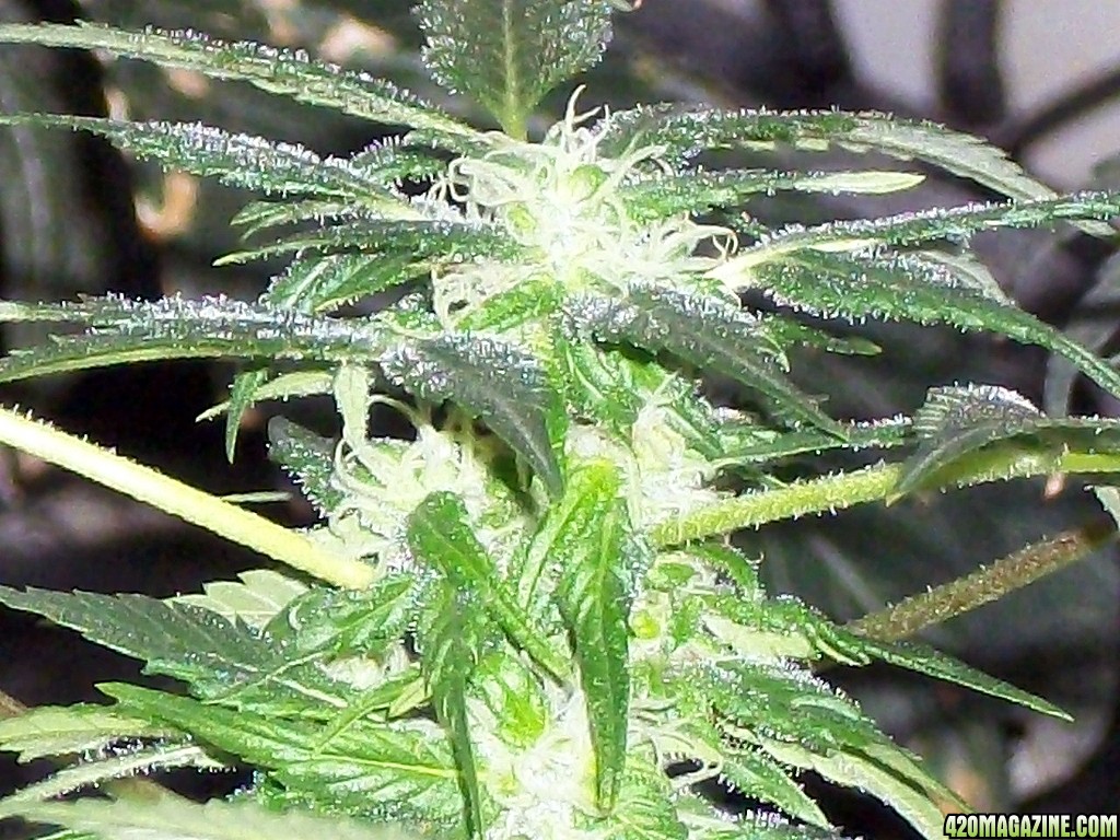 KingJohnC_s_Green_Sun_LED_Lights_Znet4_Aeroponic_Indoor_Grow_Journal_and_Review_2014-12-13_-_075.JPG