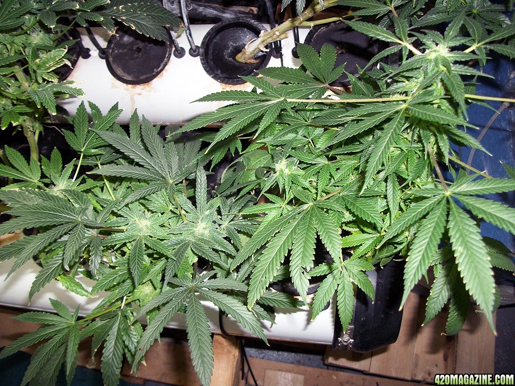 KingJohnC_s_Green_Sun_LED_Lights_Znet4_Aeroponic_Indoor_Grow_Journal_and_Review_2014-12-13_-_076.JPG