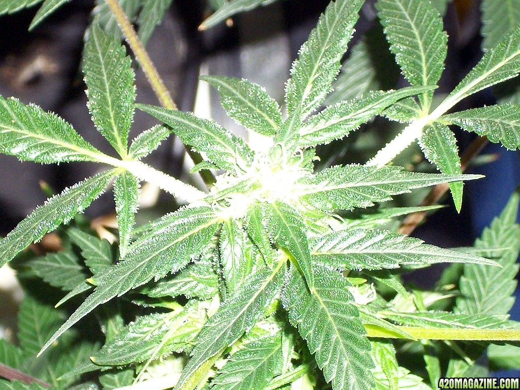KingJohnC_s_Green_Sun_LED_Lights_Znet4_Aeroponic_Indoor_Grow_Journal_and_Review_2014-12-13_-_078.JPG