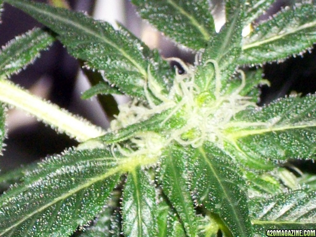 KingJohnC_s_Green_Sun_LED_Lights_Znet4_Aeroponic_Indoor_Grow_Journal_and_Review_2014-12-13_-_079.JPG