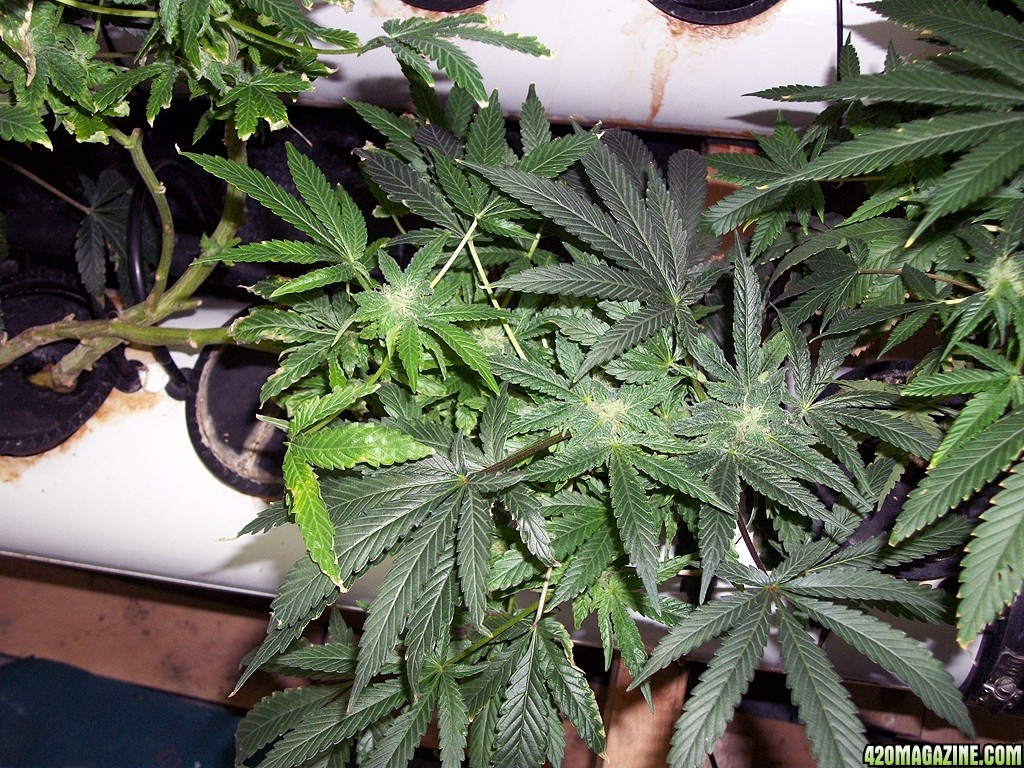 KingJohnC_s_Green_Sun_LED_Lights_Znet4_Aeroponic_Indoor_Grow_Journal_and_Review_2014-12-13_-_080.JPG