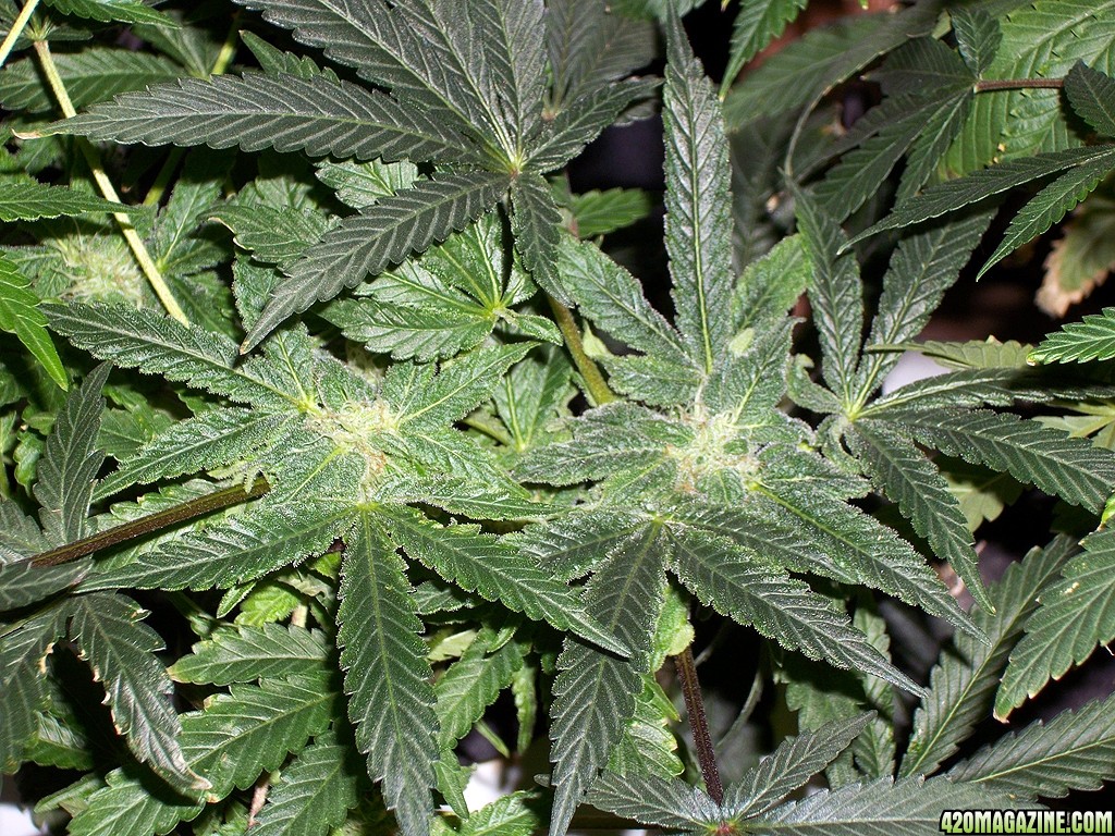 KingJohnC_s_Green_Sun_LED_Lights_Znet4_Aeroponic_Indoor_Grow_Journal_and_Review_2014-12-13_-_082.JPG