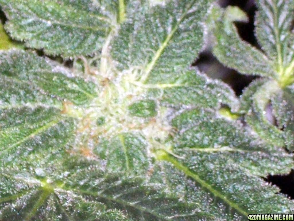 KingJohnC_s_Green_Sun_LED_Lights_Znet4_Aeroponic_Indoor_Grow_Journal_and_Review_2014-12-13_-_084.JPG