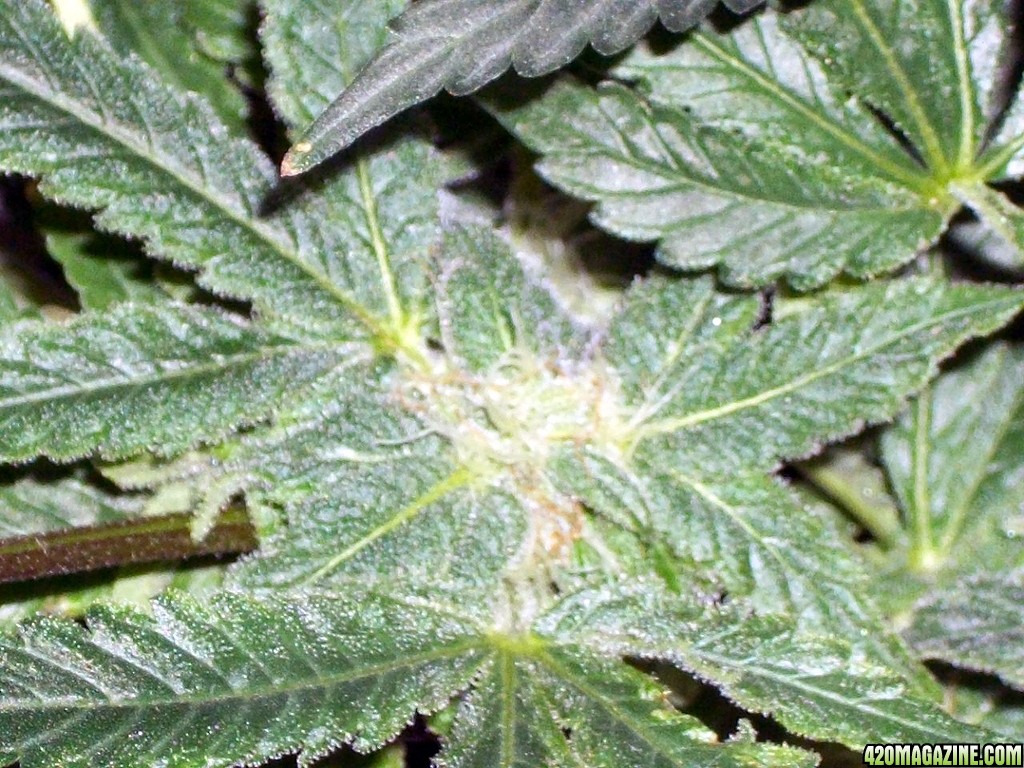 KingJohnC_s_Green_Sun_LED_Lights_Znet4_Aeroponic_Indoor_Grow_Journal_and_Review_2014-12-13_-_086.JPG