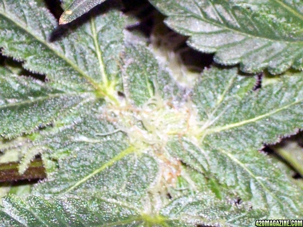 KingJohnC_s_Green_Sun_LED_Lights_Znet4_Aeroponic_Indoor_Grow_Journal_and_Review_2014-12-13_-_087.JPG