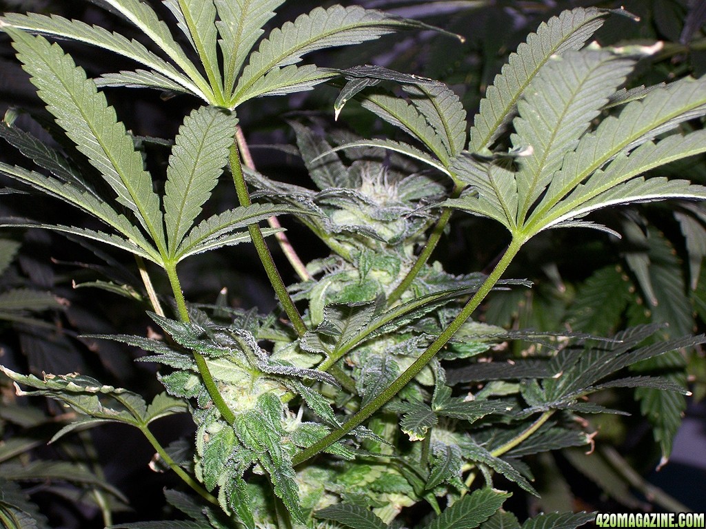 KingJohnC_s_Green_Sun_LED_Lights_Znet4_Aeroponic_Indoor_Grow_Journal_and_Review_2014-12-13_-_090.JPG