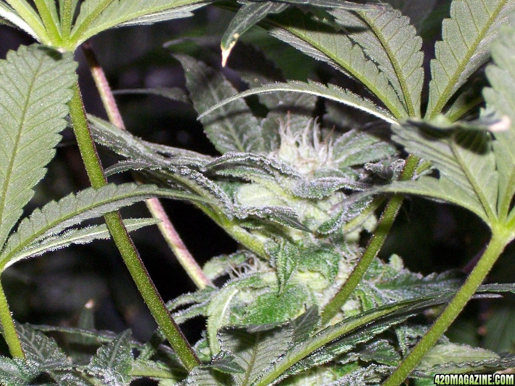 KingJohnC_s_Green_Sun_LED_Lights_Znet4_Aeroponic_Indoor_Grow_Journal_and_Review_2014-12-13_-_091.JPG