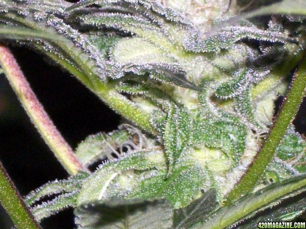 KingJohnC_s_Green_Sun_LED_Lights_Znet4_Aeroponic_Indoor_Grow_Journal_and_Review_2014-12-13_-_092.JPG