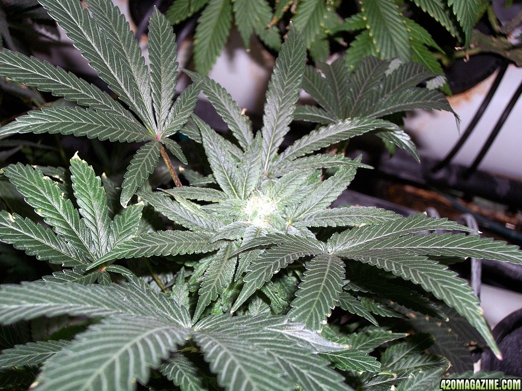 KingJohnC_s_Green_Sun_LED_Lights_Znet4_Aeroponic_Indoor_Grow_Journal_and_Review_2014-12-13_-_093.JPG