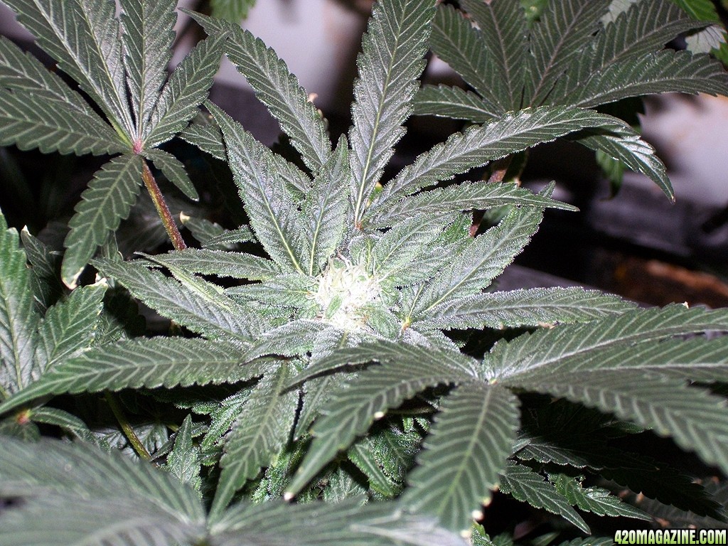 KingJohnC_s_Green_Sun_LED_Lights_Znet4_Aeroponic_Indoor_Grow_Journal_and_Review_2014-12-13_-_094.JPG